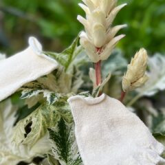 アカンサスのように。足元に品格を添える”素wAshi”|はてな企画